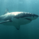 A Great White Shark swims past a diving cage off Gansbaai about 200 kilometres east of Cape Town.